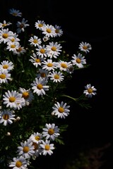 White Daisy Flowers as Elegant Floral Background