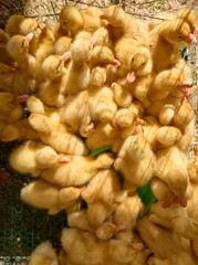 Group of Yellow Ducklings in Farm Cage