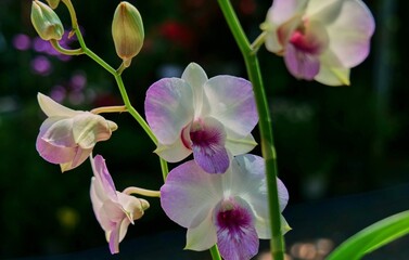 Pink and White Orchid Bloom in Soft Light