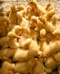 Yellow Ducklings in Early Stage of Poultry Farming