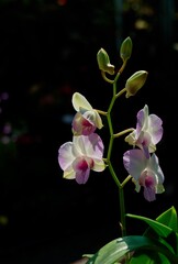 Elegant Orchid Flowers Against Dark Background