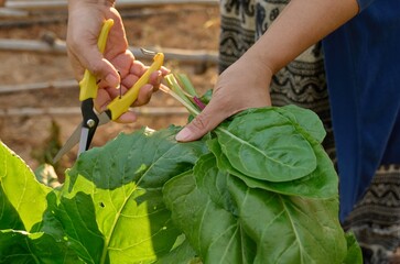 Harvesting Leafy Greens With Garden Scissors