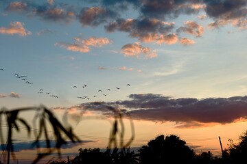 Birds Silhouetted Against Colorful Evening Sky