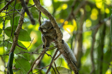 A green squirrel in its natural habitat near a lake in Thailand © константин константи
