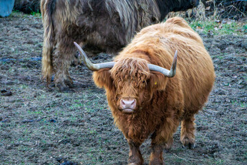Highland cow standing on a rural pasture
