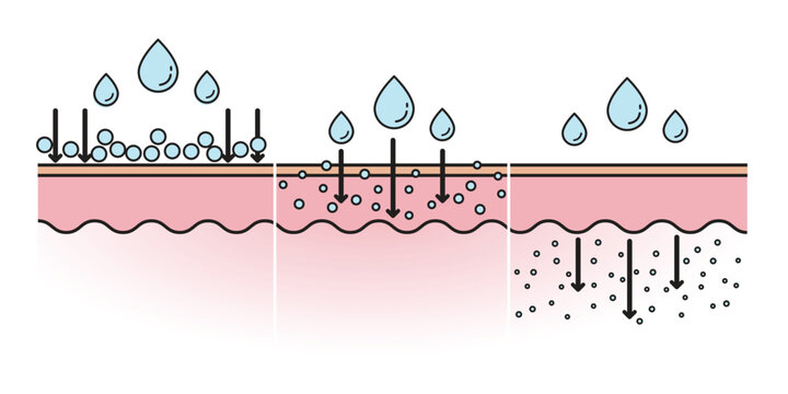 Comparison of molecular weight hyaluronic acid flat icon illustration. High, medium and low molecular HA, stay on surface skin and through deep in skin layer. Infographic of skin absorption concept.