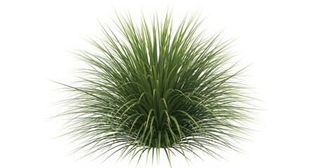Obraz premium Green ornamental grass plant isolated on white background