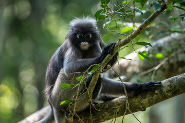 Fototapeta premium A dark langur in its natural habitat on tree branches