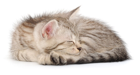 Obraz premium Sleeping fluffy kitten isolated on white background
