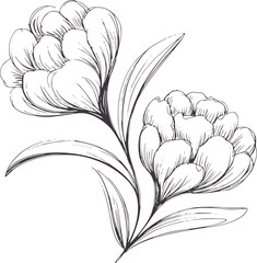 Monochrome hand drawn tulip flowers with petals and leaves handdrawn tulips