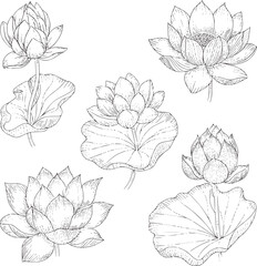 Pen and ink of lotus flowers and leaves in various stages petals