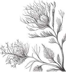Pen and ink of intricate fern fronds in monochrome ferns botanical
