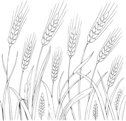 Pencil of wheat stalks with grain heads grains monochrome