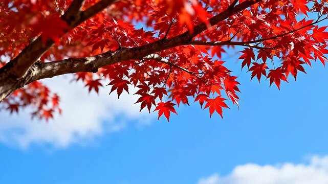 Red maple leaves against blue sky