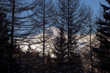 A glimpse through the larch treetops of Mont-Cenis, a stunning massif in the French Alps