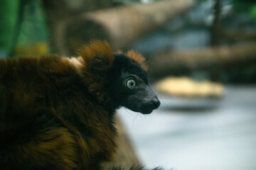 Obraz premium portrait of red ruffed lemur (Varecia rubra) in zoo