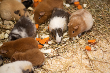 Naklejka premium guinea pigs on a farm