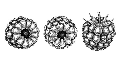 Naklejka premium Detailed black and white illustrations of raspberries isolated on white background