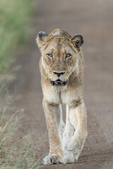 Obraz premium Closeup of a lioness walking in the dirt road, Kruger National Park. 