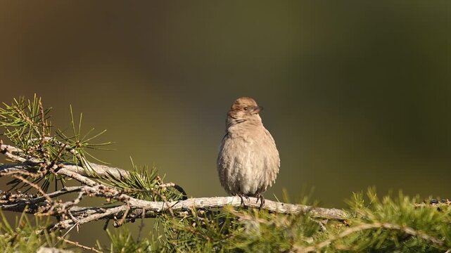 Authentic nature shot showing the agile Plain Mountain Finch bird on a perch, perfectly adapted to the extreme conditions of high mountain ranges.