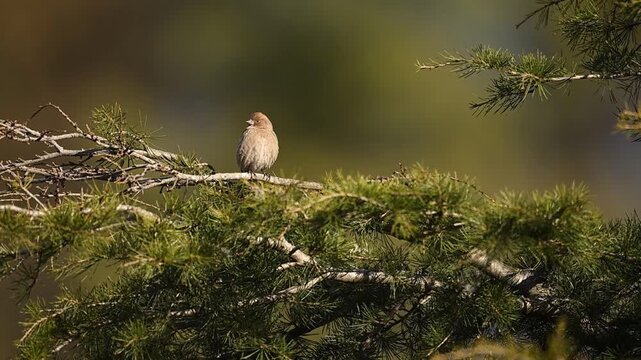 Cinematic nature photography of a Plain Mountain Finch, highlighting its soft brown streaked plumage while it rests on a mountain branch.