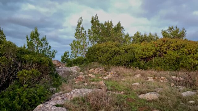Rocky path through dry scrubland terrain with pine Rocky footpath cutting through dry coastal scrub and pine trees near Zavial Beach, with muted light and cloudy skies shaping a raw Atlantic landscap