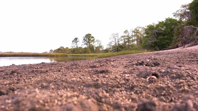 Wide low-angle shot of fiddler crab on muddy tidal flat with calm waterway and tree-lined shore in background.