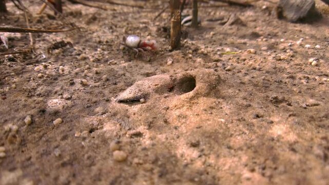 Close-up of a fiddler crab with large claw emerging from its burrow on a wet, muddy beach.