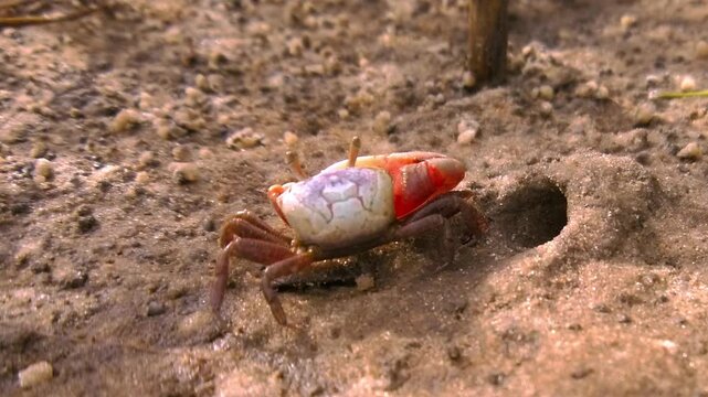 Close-up of male fiddler crab with oversized red claw standing beside burrow on muddy tidal beach.