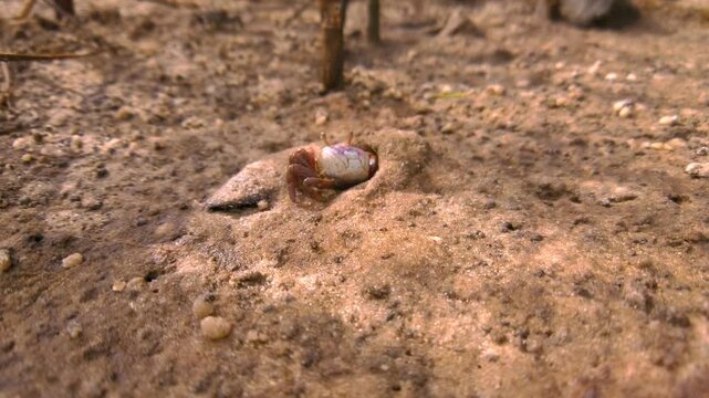 Close-up of fiddler crab partially emerging from its sandy burrow on a wet tidal mudflat.