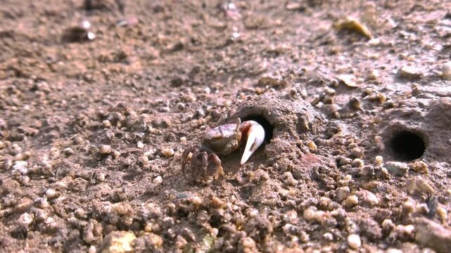 Close-up of fiddler crab forming and discarding small mud pellets while feeding at burrow entrance.