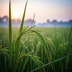 Rice field at sunrise with dew drops on paddy plants