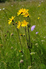 Fototapeta premium Arnika, Arnica montana, Bergwohlverleih, Echte Arnika