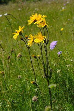 Arnika, Arnica montana, Bergwohlverleih, Echte Arnika