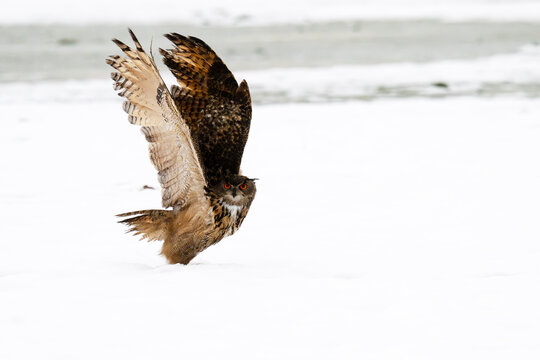 the eagle-owl is among the largest owls in the world, about twice the size of the long-eared owl. i