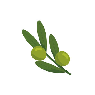 Oleaster, modern 2D flat vector illustration in icon style, isolated on pure white background.