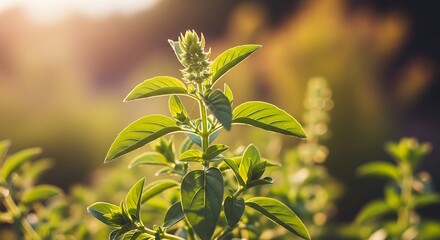 Obraz premium Close-up of a healthy green basil plant growing in sunlight with a blurred natural background, symbolizing fresh herbs and organic cultivation