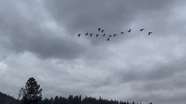 Canadian geese fly upstream of the Bitterroot River near Missoula, Montana 