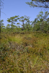 Obraz premium Naturschutzgebiet Schwarzes Moor im Biosphärenreservat Rhön, Unterfranken, Franken, Bayern, Deutschland