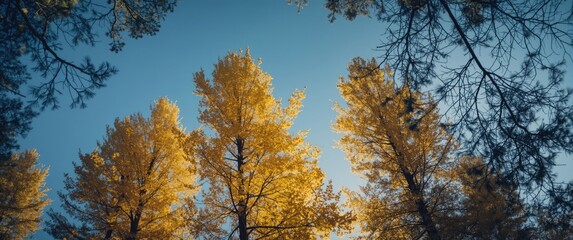 Fototapeta premium Autumn gold larches seen from below