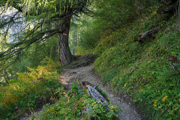 Magical Hiking Path Through a Peaceful Alpine Forest in Austria