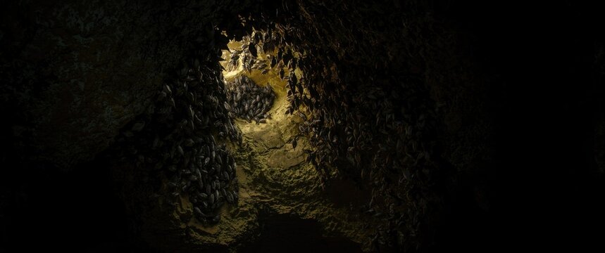Colony of Fruit Bats on Samal Island, Philippines
