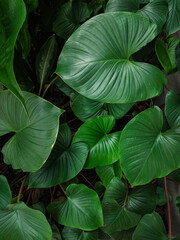 green leaves background