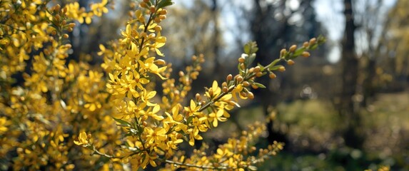 Close-up shot of a Forsythia bush flowering during spring