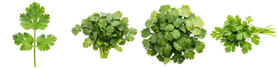 high-quality photograph of fresh green cilantro, showcasing individual leaves and various bunches, isolated on a clean transparent background. © Feroz Qazi