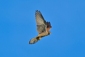 Fototapeta premium Peregrine Falcon with prey flying on Blue Sky