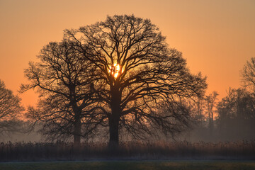 Sonnenaufgang hinter alter Eiche in winterlicher Landschaft,Warmer Sonnenaufgang scheint durch die Krone einer alten Eiche in ruhiger Landschaft. 