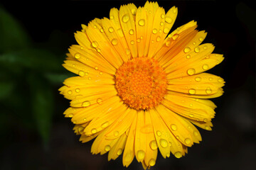Close-up of a marigold with water droplets