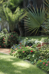 Fototapeta premium Lush garden with colorful flowers and palm trees in bright sunlight Vibrant garden scene featuring various flowering plants and palm trees under bright sunlight, showcasing a well-maintained green law