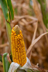 Fototapeta premium Close-up of ripe yellow corn on the ear in a sunlit cornfield ready for harvest